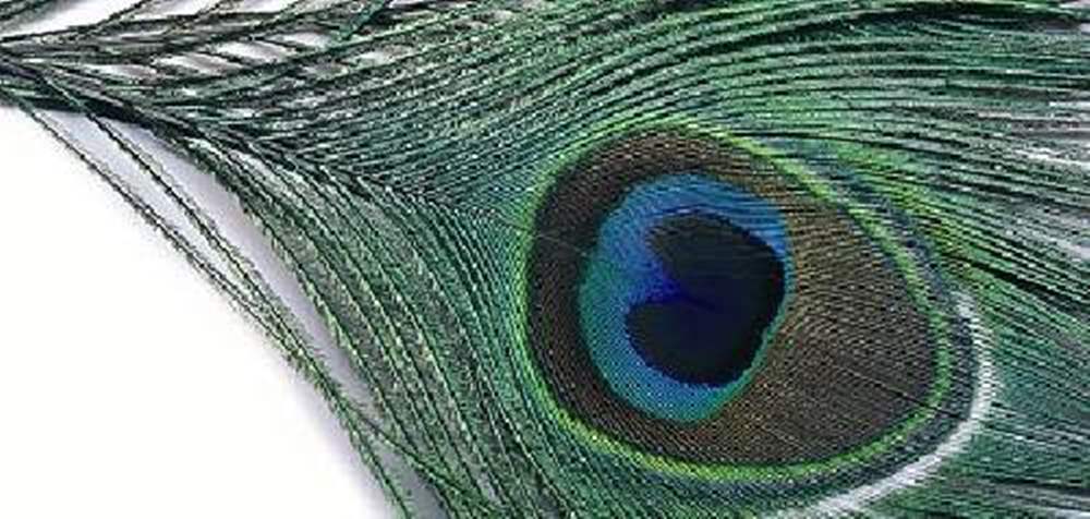 Veniard Peacock Eye Top Black Fly Tying Materials