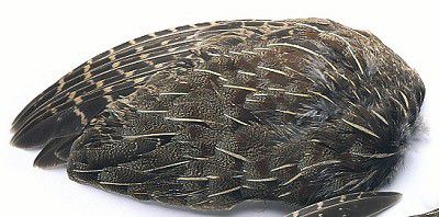 Partridge Wings