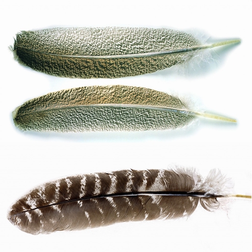 Creative Angler Mallard Flank Natural Feathers - Fly Tying Materials for Fly Tying Kit, Fly Fishing Accessories, Duck Feathers Mallard for Fly
