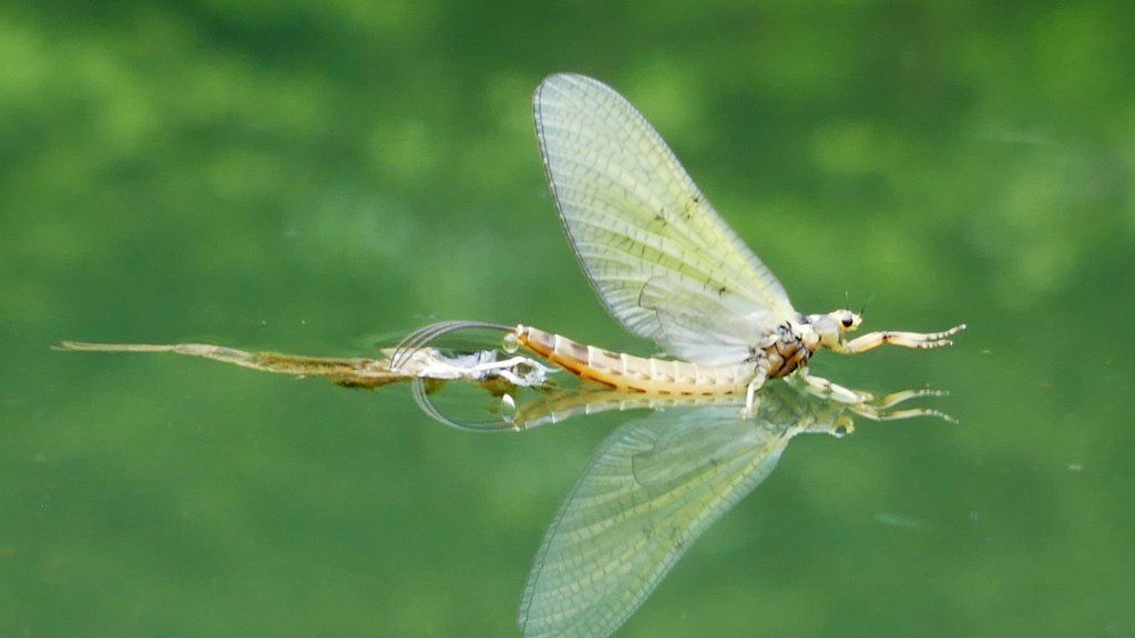 Mayfly Fishing Tips