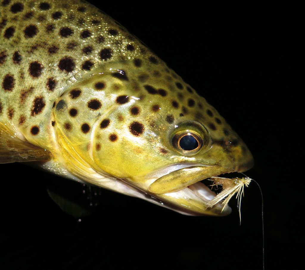 Stillwater Brownies - Favourite Flies For Stillwater Brown Trout