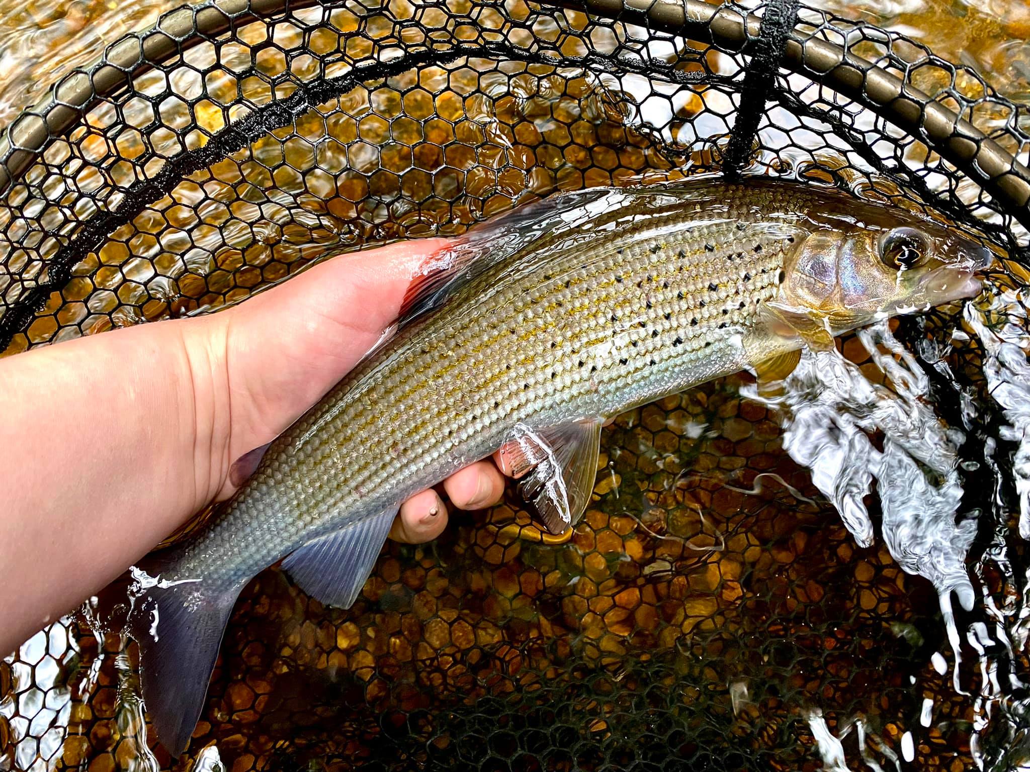 Low Water Grayling Rig