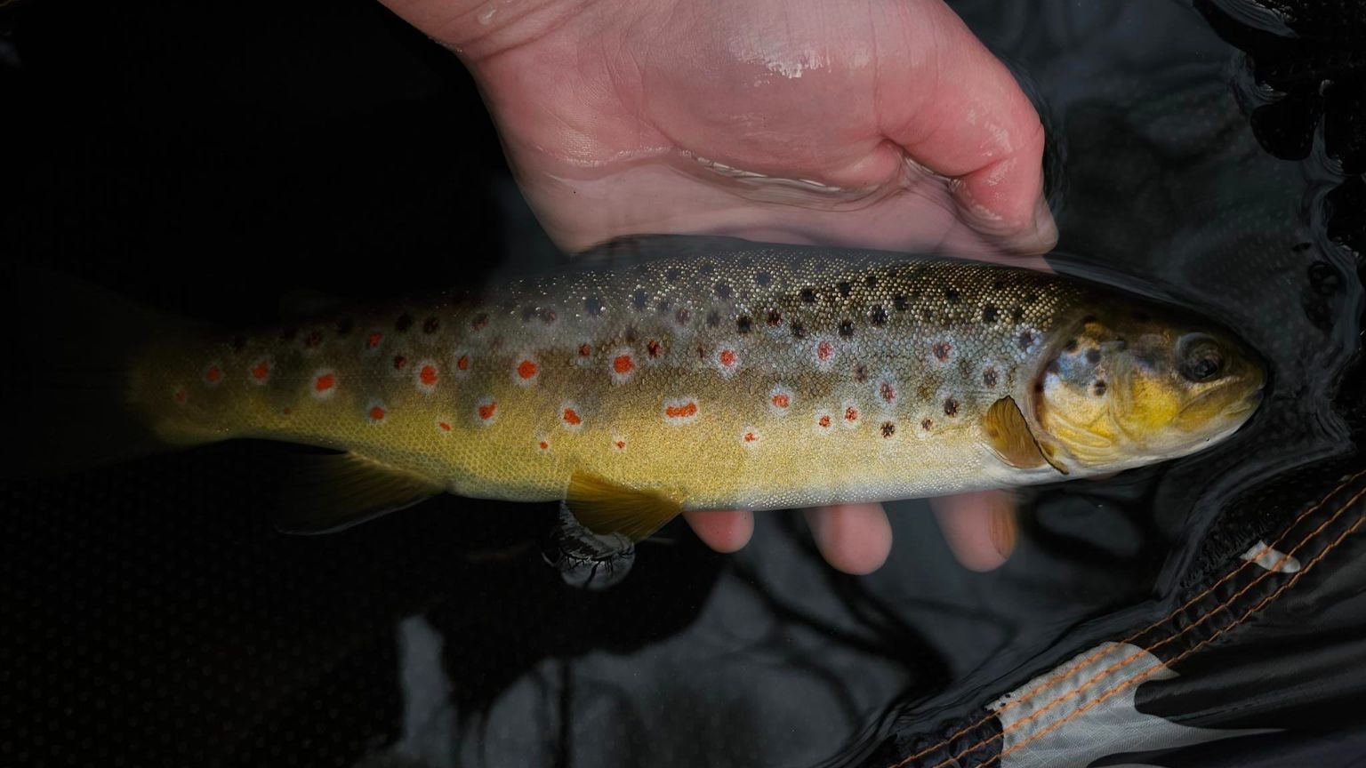 Nymphing For Trout