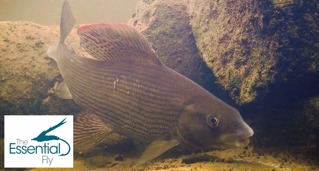 Killer Grayling Fly