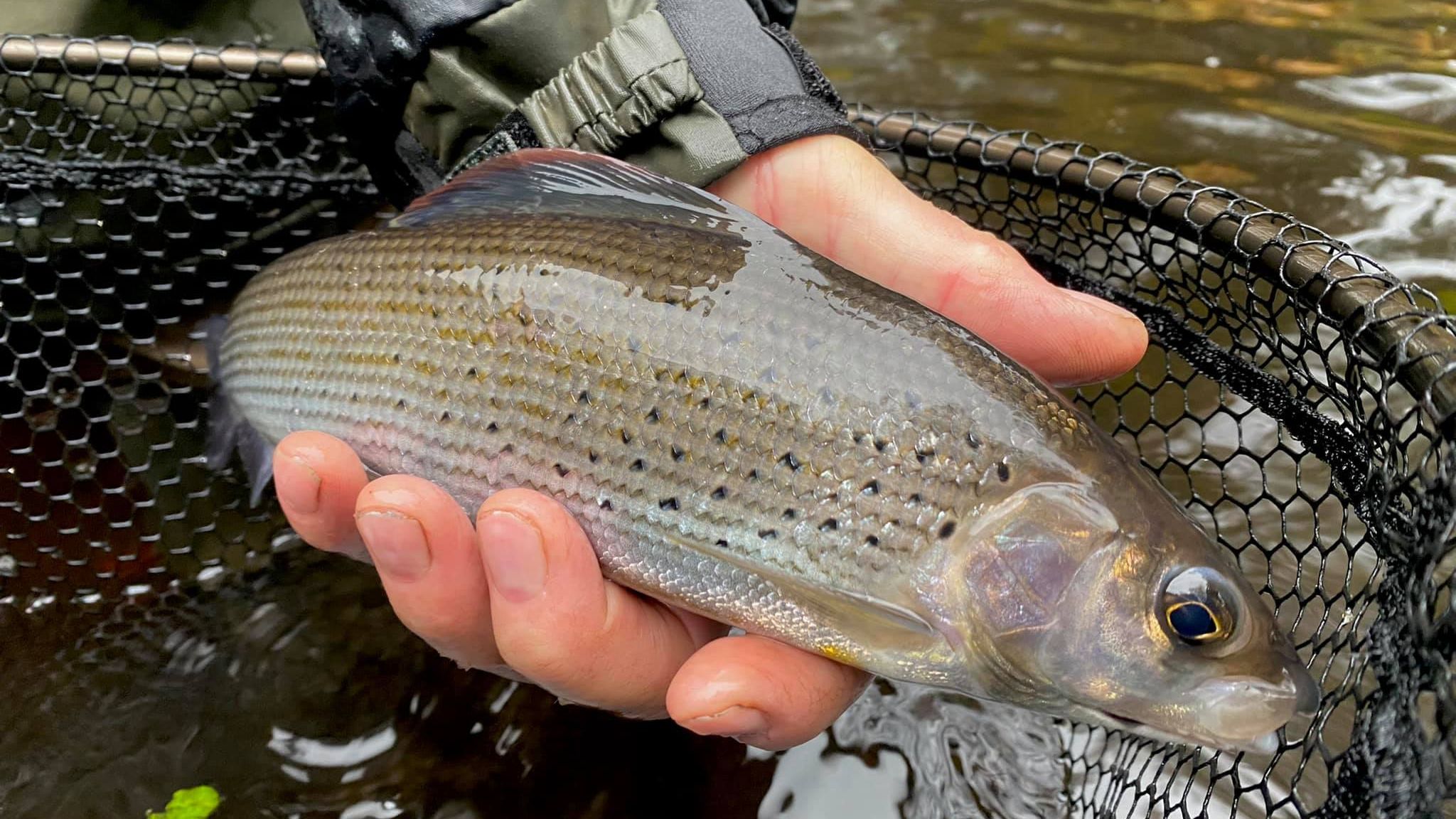 Get Tying For The Grayling Season!