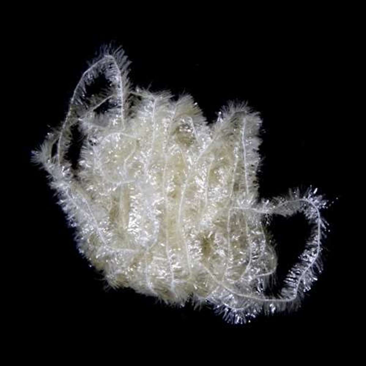 Ice Chenille 12mm Large Danica