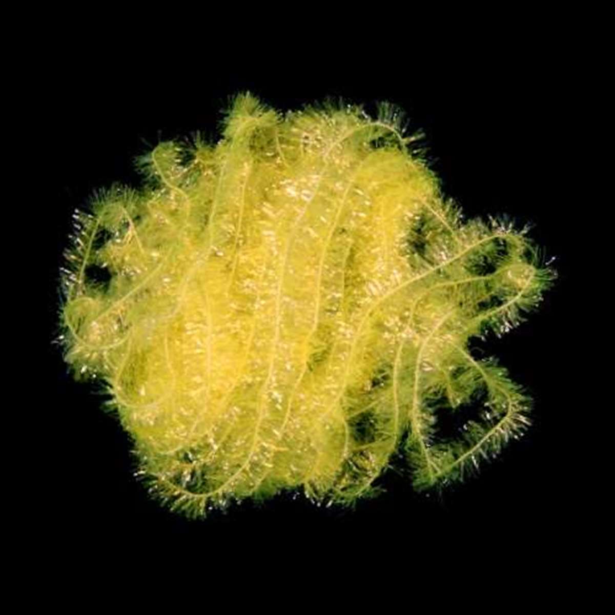 Ice Chenille 12mm Large Fl Yellow