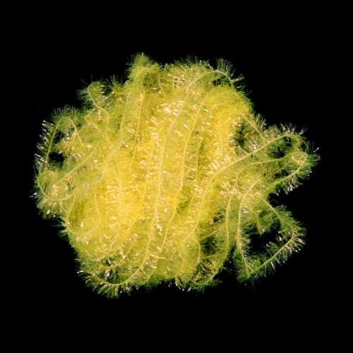 Semperfli Ice Chenille 8mm Medium Fl Yellow