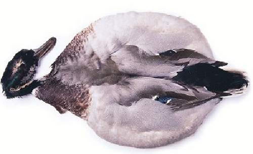 Tigofly 40 Pcs/Lot 4 Colors Natural Barred Mallard Duck Flank Feathers Wild Goose Hair Wings Fly Tying Materials