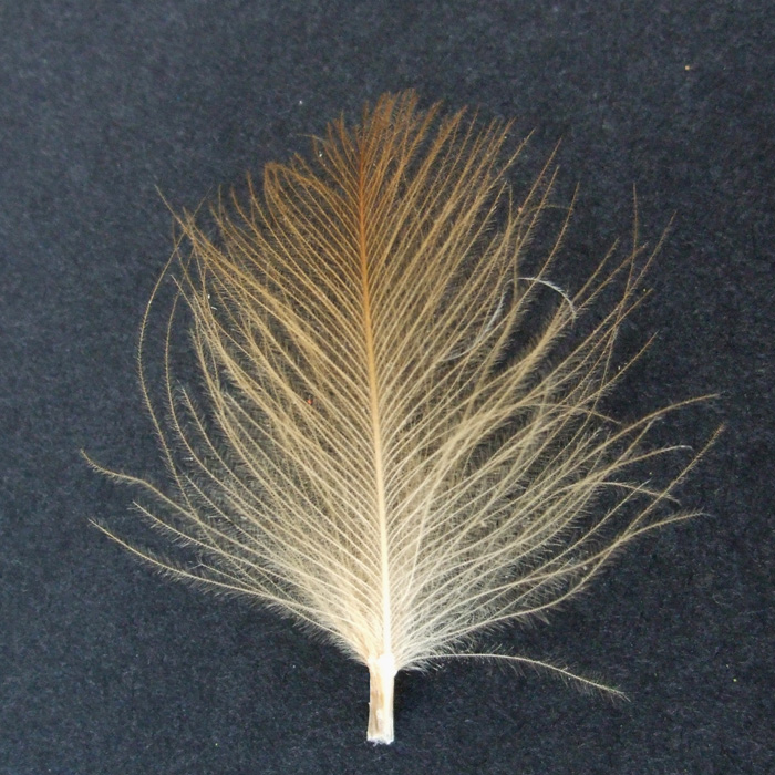 Feathers — Chuck N Duck Fly Tying Materials